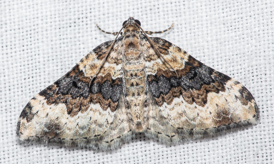 Epirrhoe galiata - sávos galajaraszoló