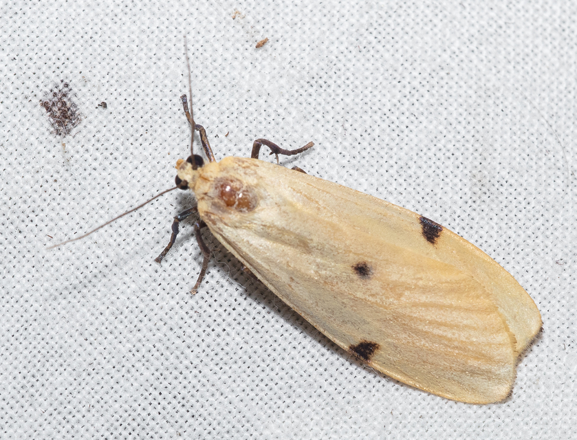 Lithosia quadra - négypettyes zuzmószövő