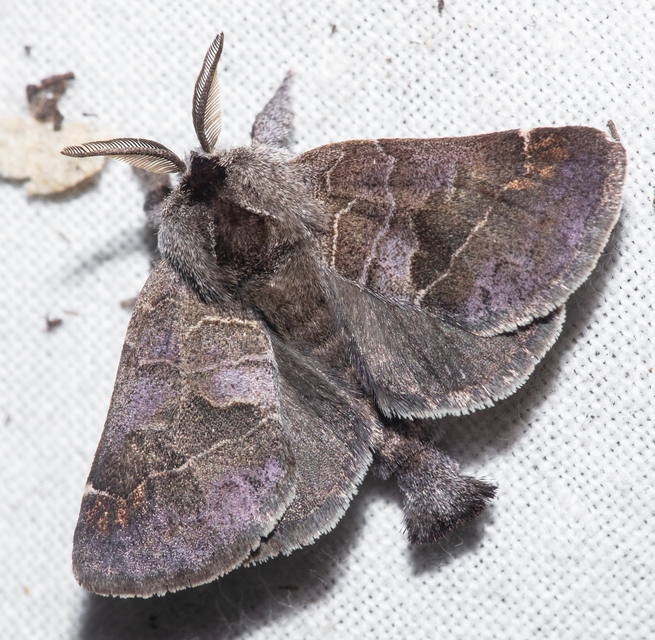 Clostera pigra - apró levélszövő