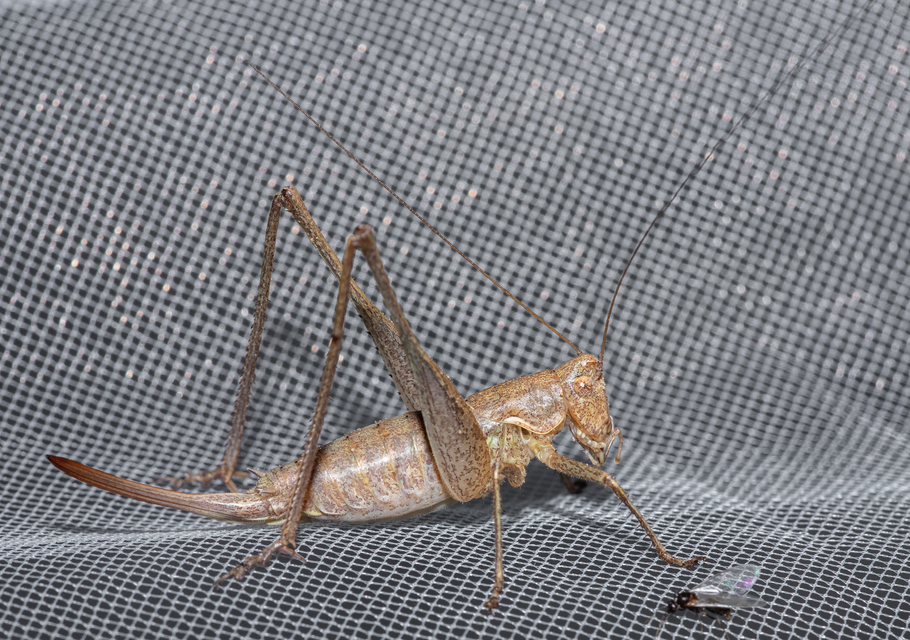 Rhacocleis germanica - német szöcske