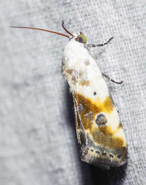 Ponometia candefacta - parlagfűbagoly