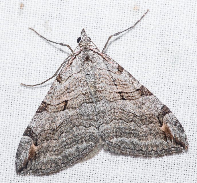 Aplocera plagiata - szürke csíkosaraszoló