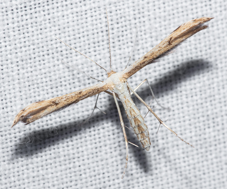 Pterophoridae - tollasmolyfélék