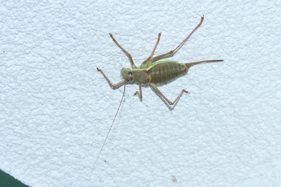Ephippiger ephippiger - nyergesszöcske