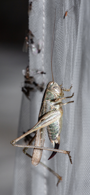Platycleis grisea - szürke rétiszöcske