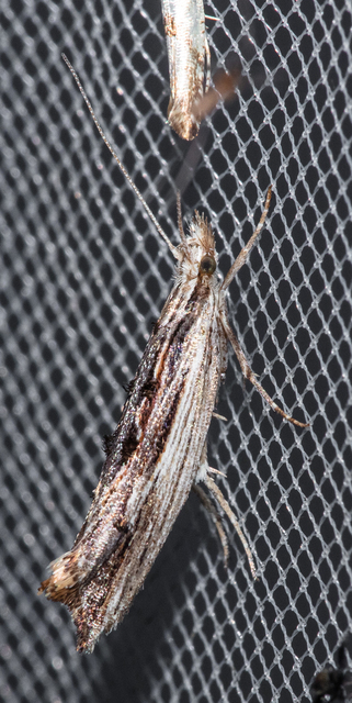 Ypsolopha scabrella - körtelevél-tarkamoly