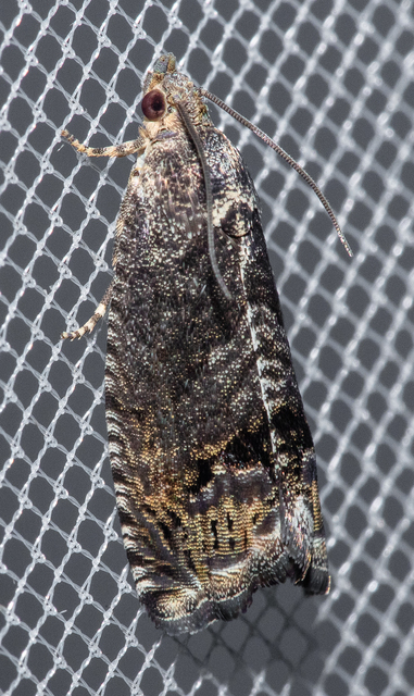 Cydia splendana - tölgymakkmoly