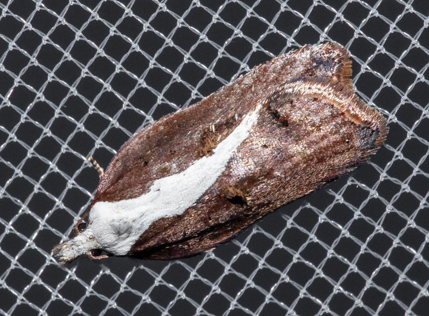 Acleris cristana - pamacsos levélmoly