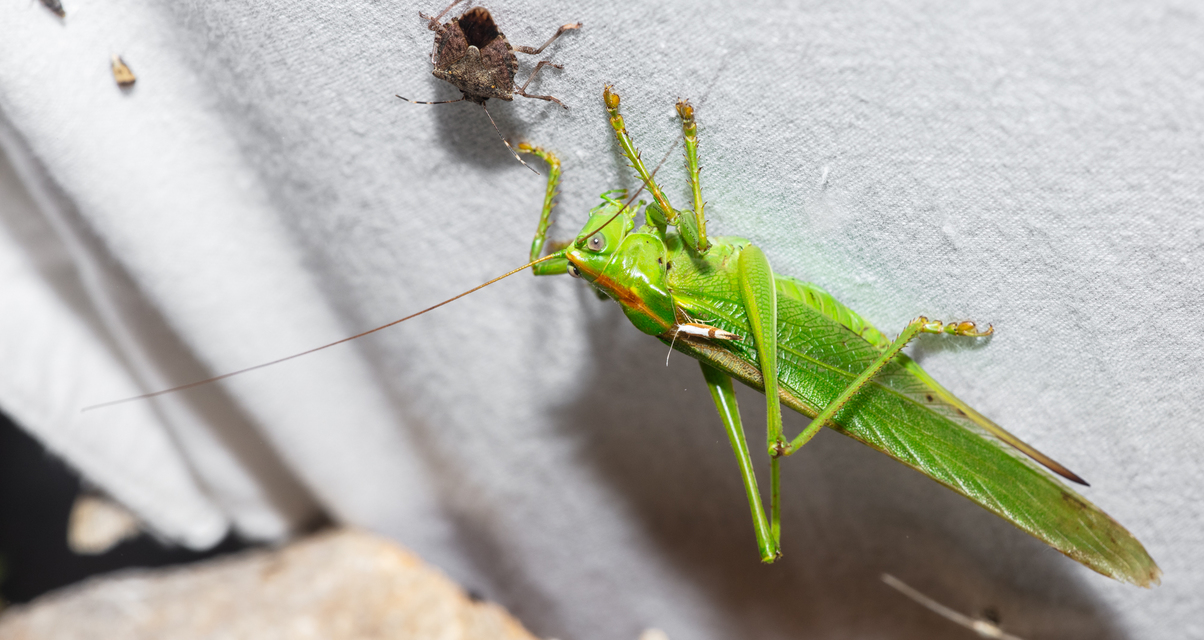 Tettigonia viridissima - zöld lombszöcske