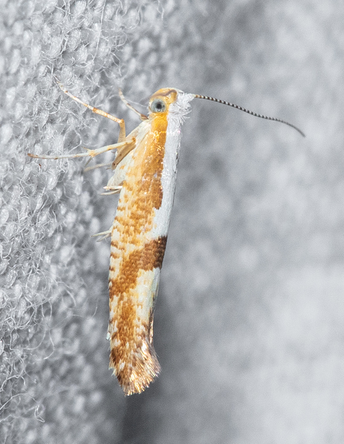 Argyresthia