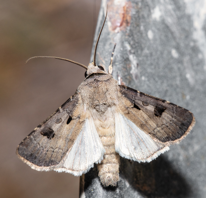 Agrotis exclamationis - felkiáltójeles földibagoly