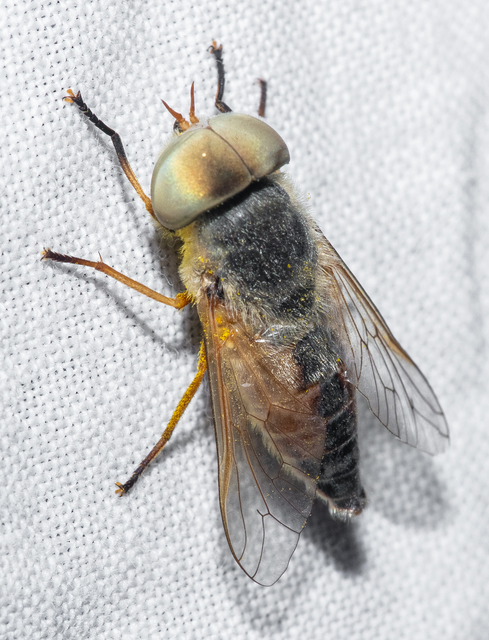 Tabaninae