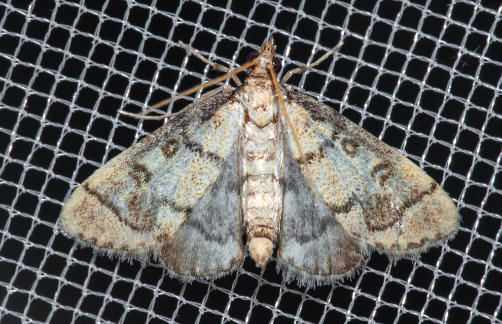 Metasia ophialis - kígyósávos tűzmoly
