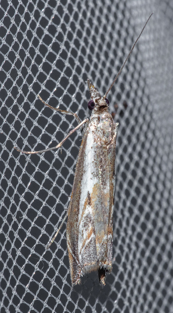 Platytes alpinella - moharágómoly