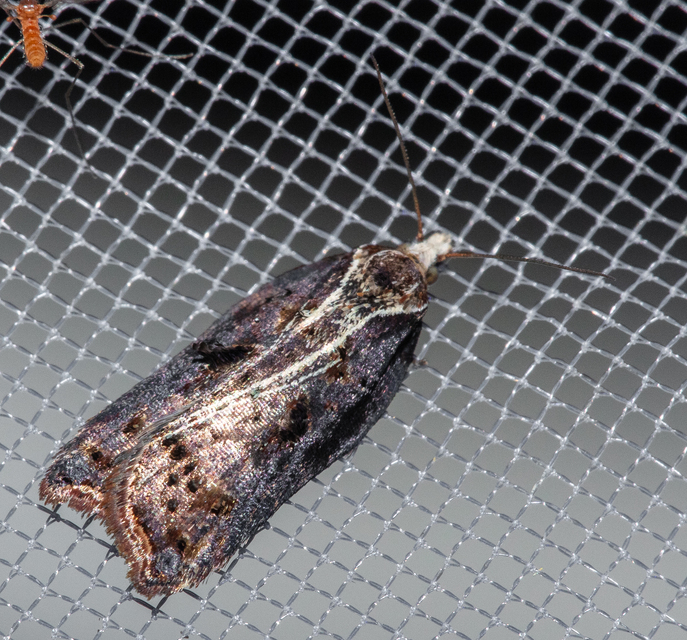 Acleris cristana - pamacsos levélmoly