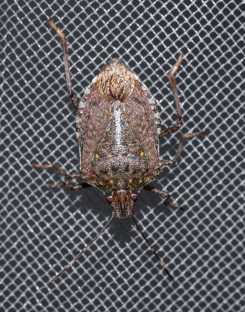 Halyomorpha halys - ázsiai márványospoloska