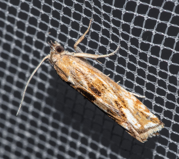 Eucosma messingiana - parlagi tükrösmoly