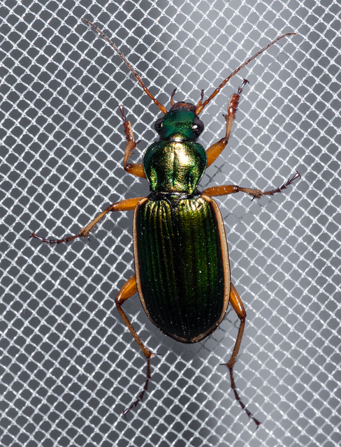 Chlaenius spoliatus - csupasz bűzfutó