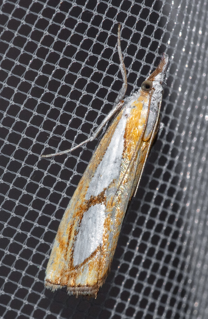 Catoptria pinella - ezüstös fűgyökérmoly