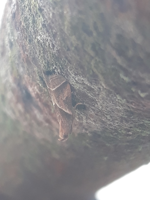 Nyctegretis lineana - agátszínű karcsúmoly