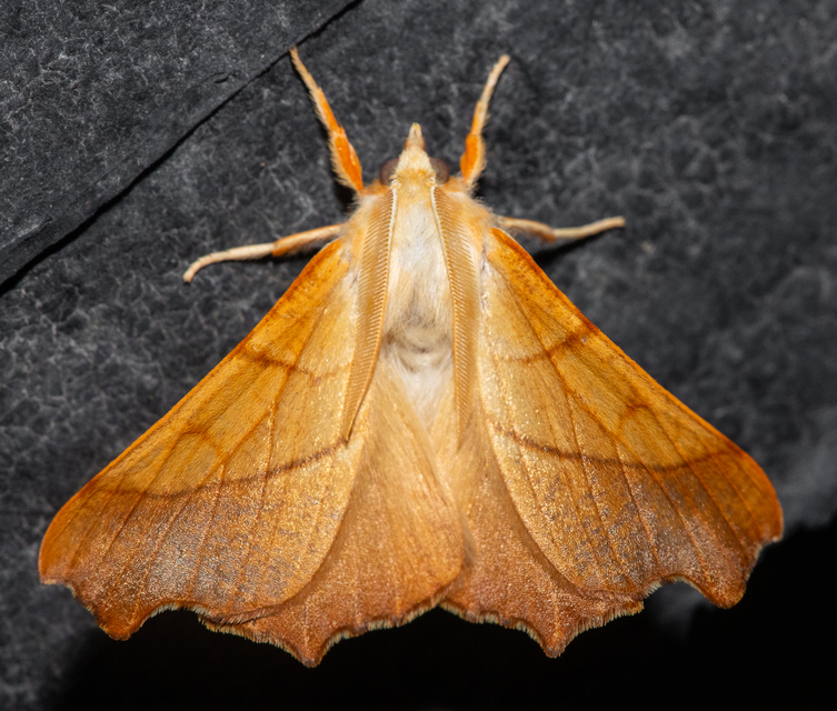 Ennomos fuscantaria - kőris-levélaraszoló
