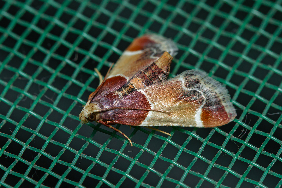 Pyralis farinalis - lisztilonca