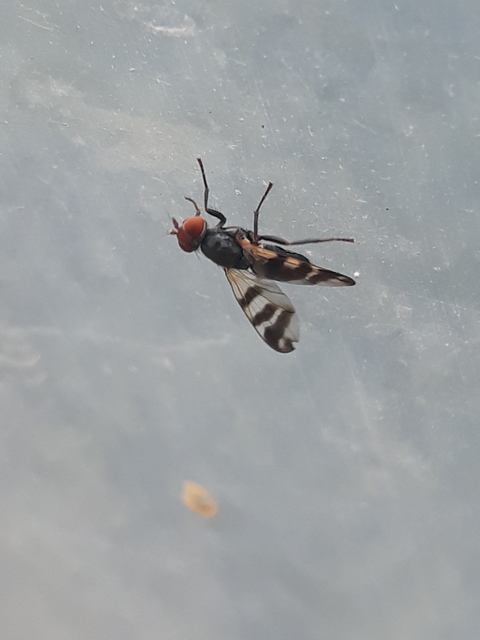 Ceroxys urticae