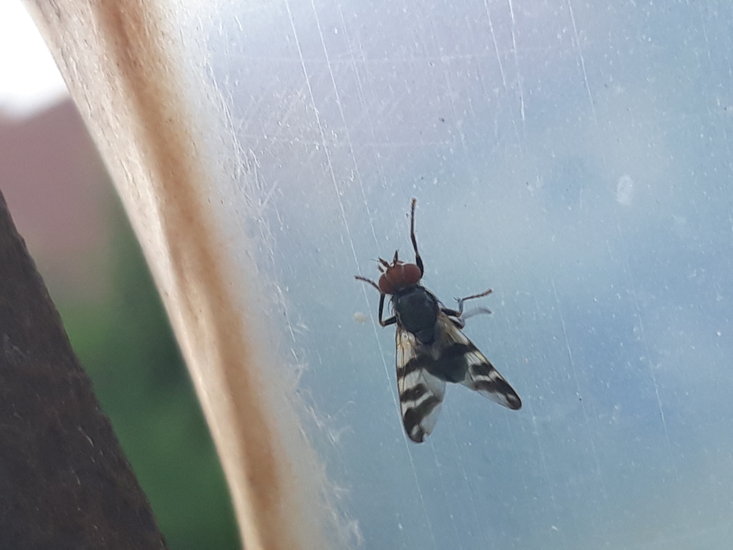 Ceroxys urticae