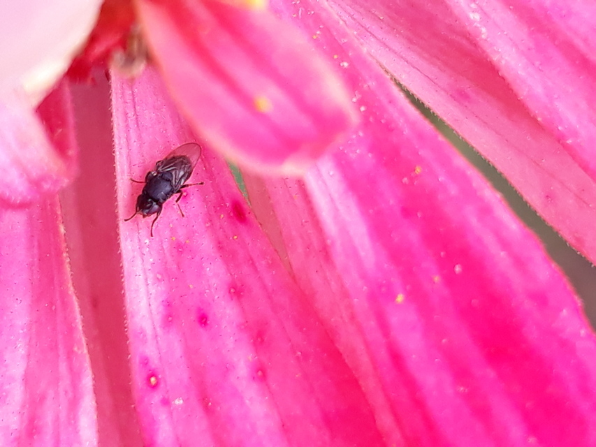 Chloropidae - gabonalegyek