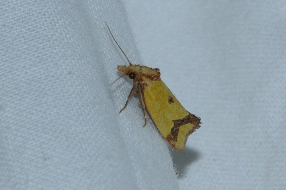 Agapeta zoegana - barnacsíkos sárgamoly