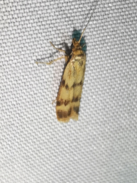 Homoeosoma sinuella - agyagsárga karcsúmoly
