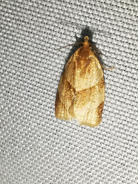 Clepsis rurinana - fakó sodrómoly