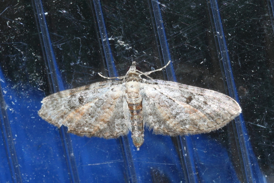 Eupithecia icterata - rozsdafoltos törpearaszoló