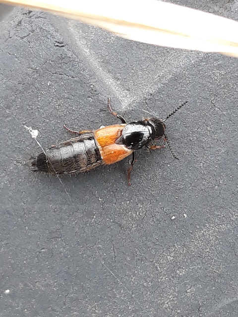 Philonthus spinipes - töviseslábú ganajholyva
