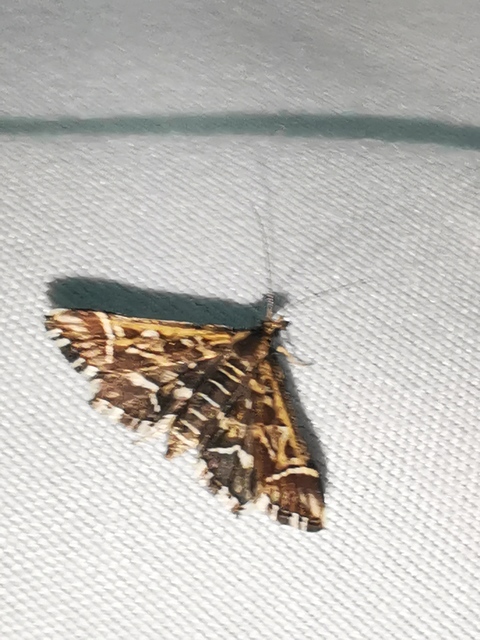 Diasemia reticularis - betűmintás tűzmoly