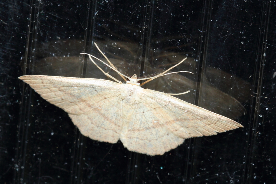 Cyclophora linearia - vonalas pettyesaraszoló
