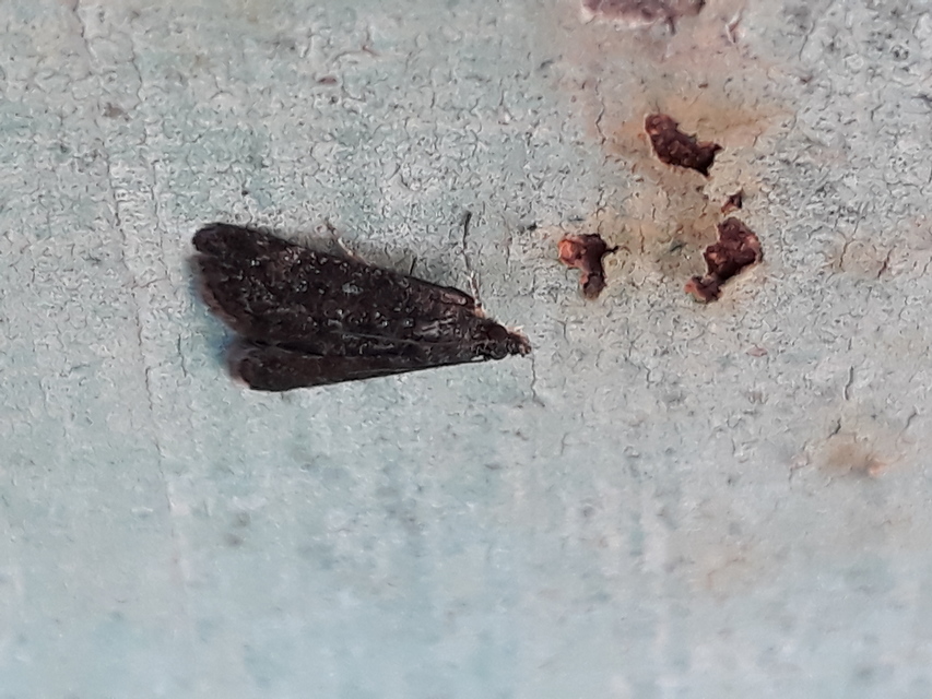 Heliothela wulfeniana - fényes kormosmoly