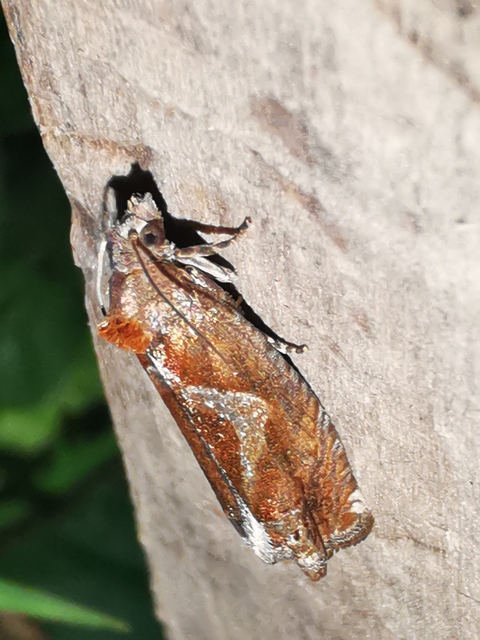 Epiblema foenella - kampósfoltú tükrösmoly