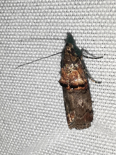 Trachonitis cristella - bokorrágó karcsúmoly