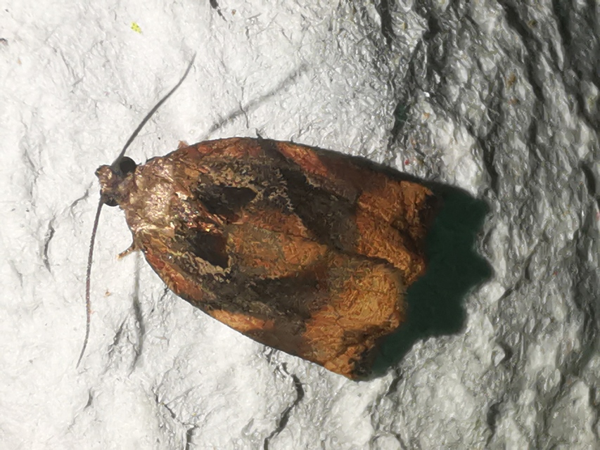 Archips podana - dudvarágó sodrómoly