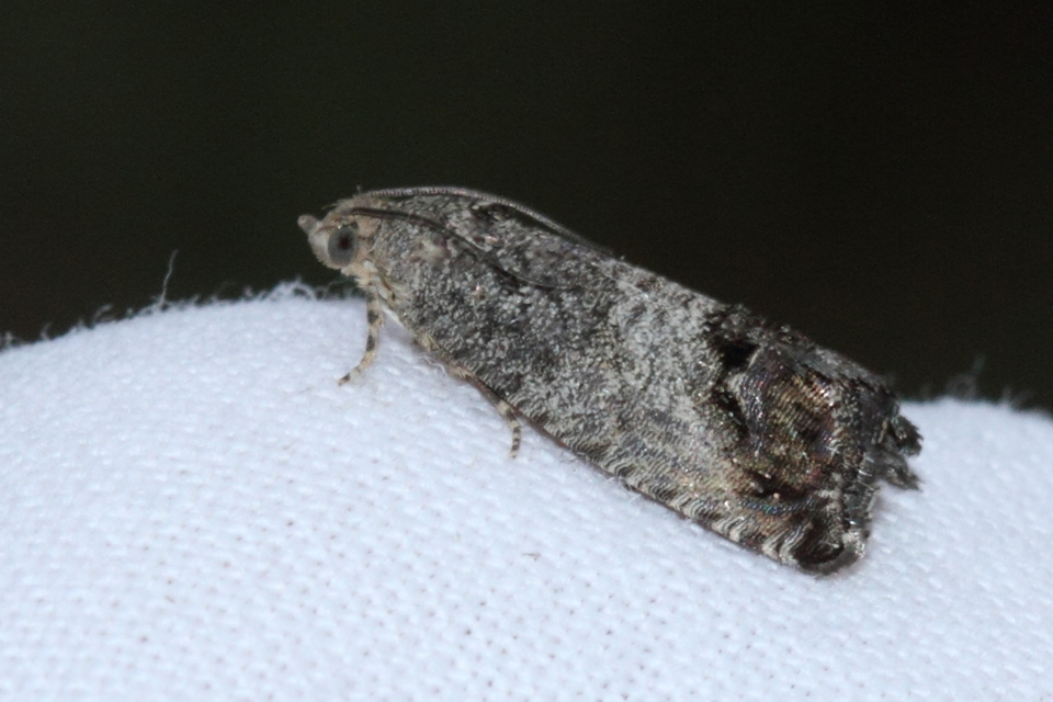 Cydia pomonella - almamoly