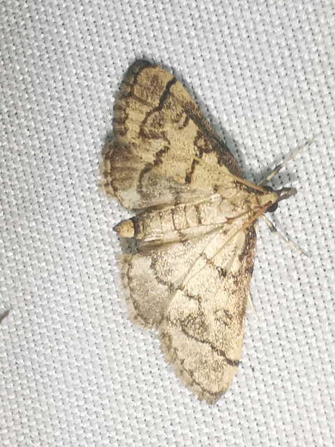 Metasia ophialis - kígyósávos tűzmoly