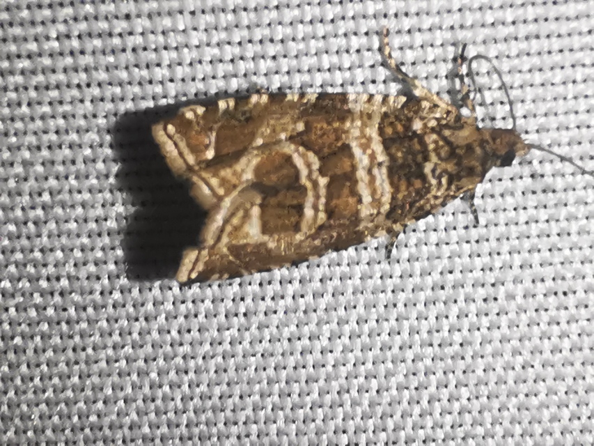 Celypha rivulana - dudvasodró tükrösmoly