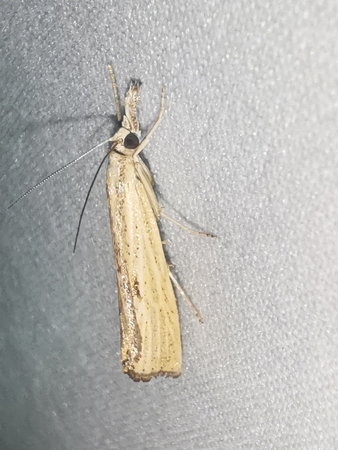 Agriphila inquinatella - közönséges fűgyökérmoly
