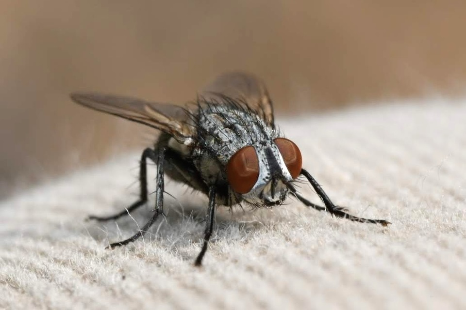 Sarcophagidae - húslégyfélék