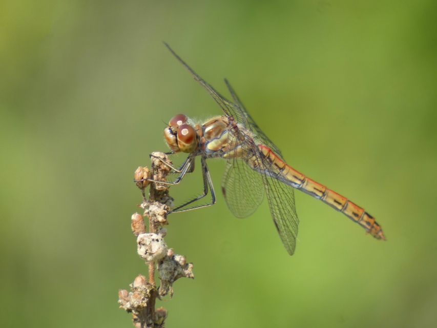 Sympetrum vulgatum - barkós katona-szitakötő