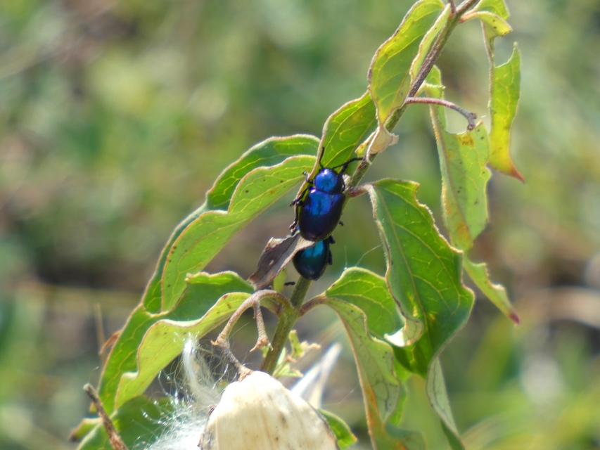 Chrysochus asclepiadeus - tündöklő méreggyiloklevelész