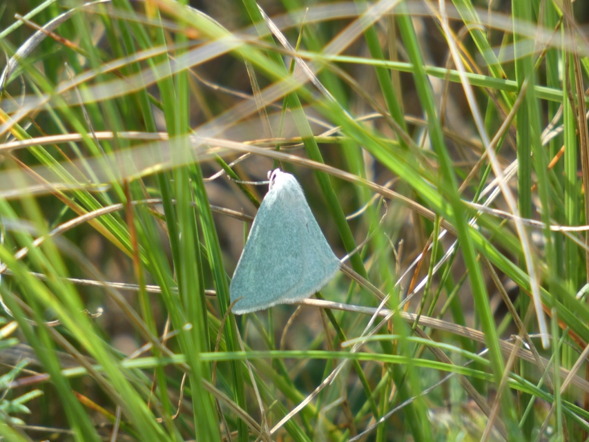 Pseudoterpna pruinata - hamvas zöldaraszoló