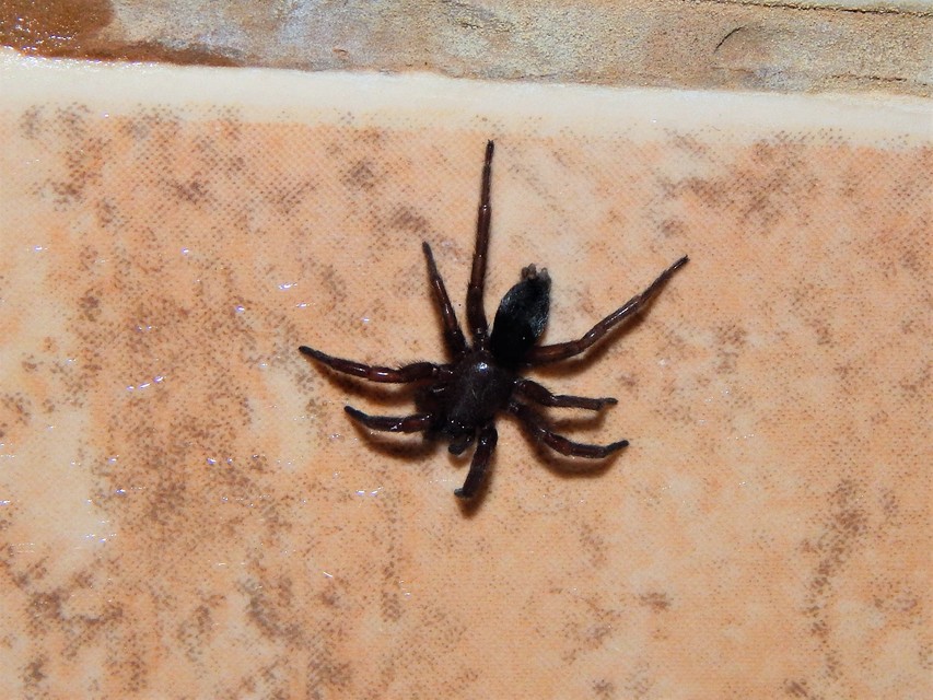 Scotophaeus