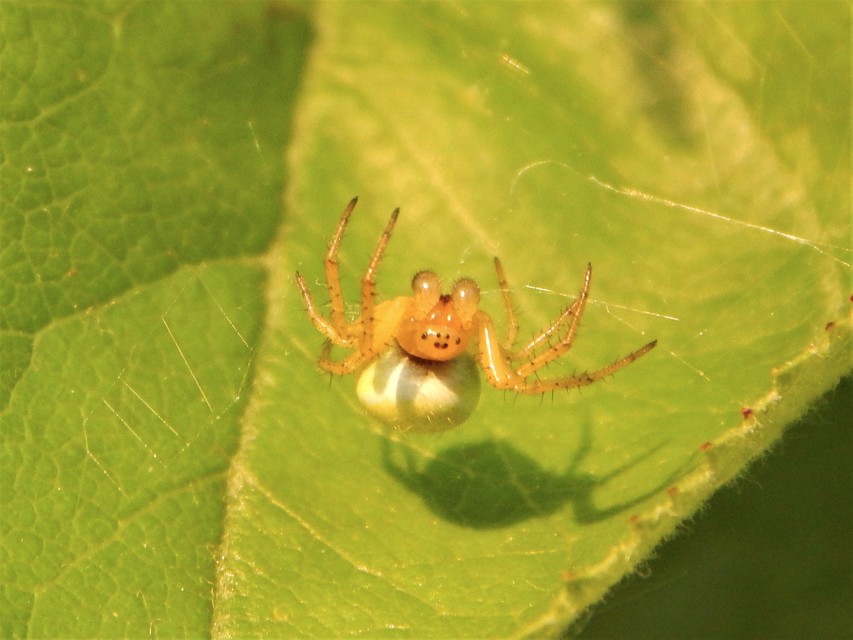 Araniella